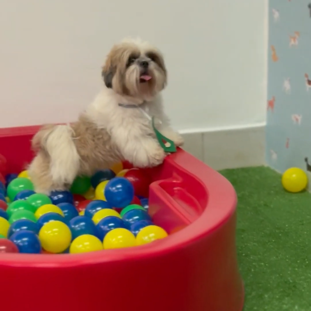 Creche de pet thumbnail