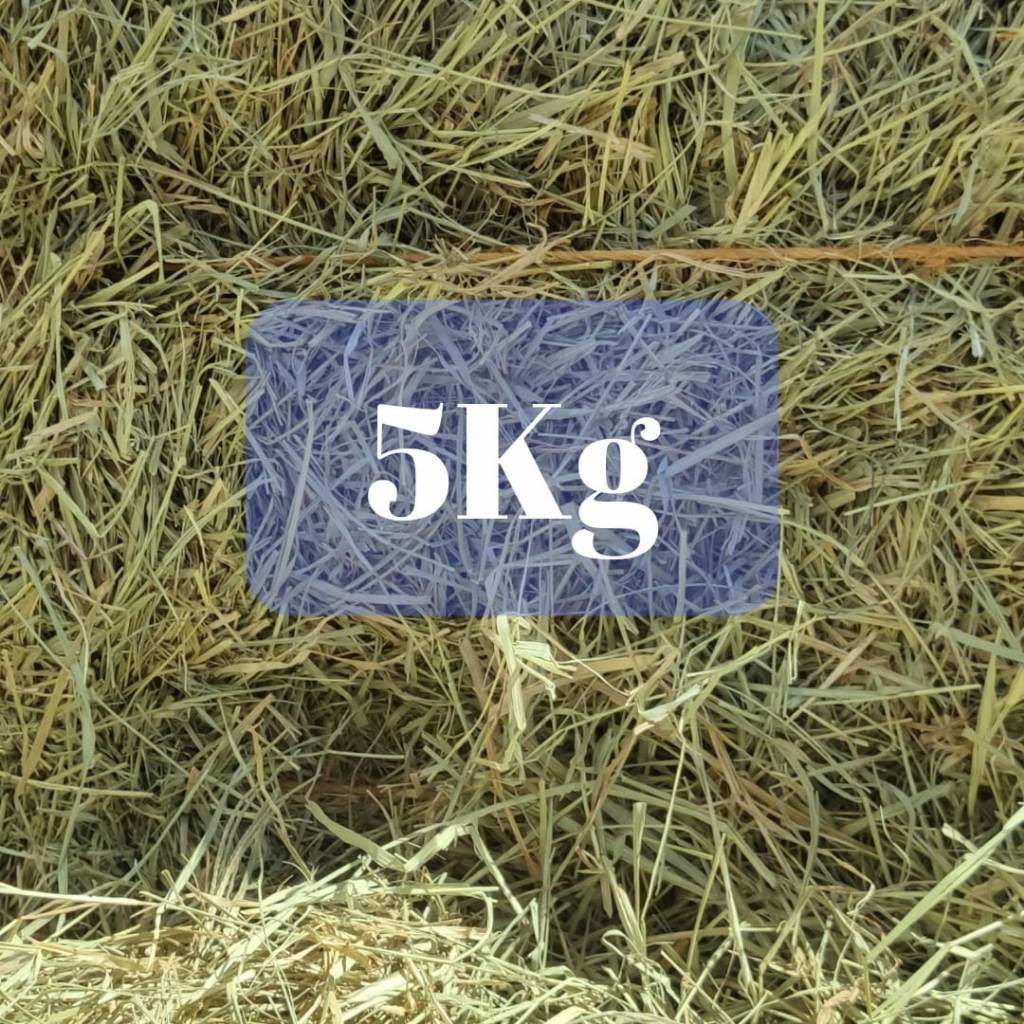 Feno Tifton 5kg - RECANTO DO COELHO thumbnail