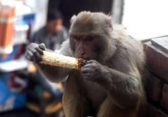 This Hanuman Jayanthi, Donate for food and medical care for monkeys, Get blessings of Lord Hanuman thumbnail