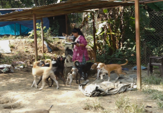 Urgent: Help Vinita rebuild shelter after being forced to live on the Road With 200+ Animals thumbnail