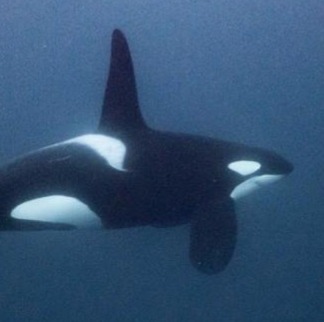 FREE KSHAMENK – the captive Orca thumbnail
