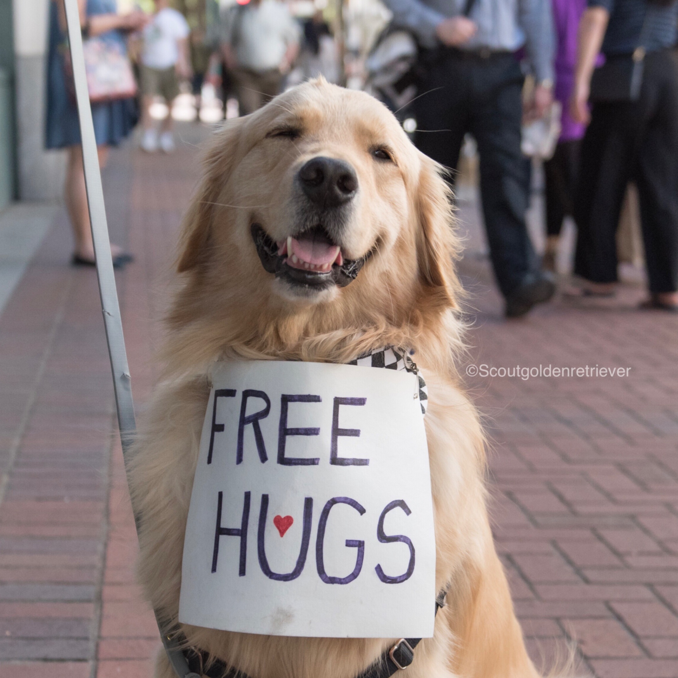 Scout Hugs Etsy shop thumbnail