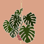 subscribe for planty emails!  thumbnail