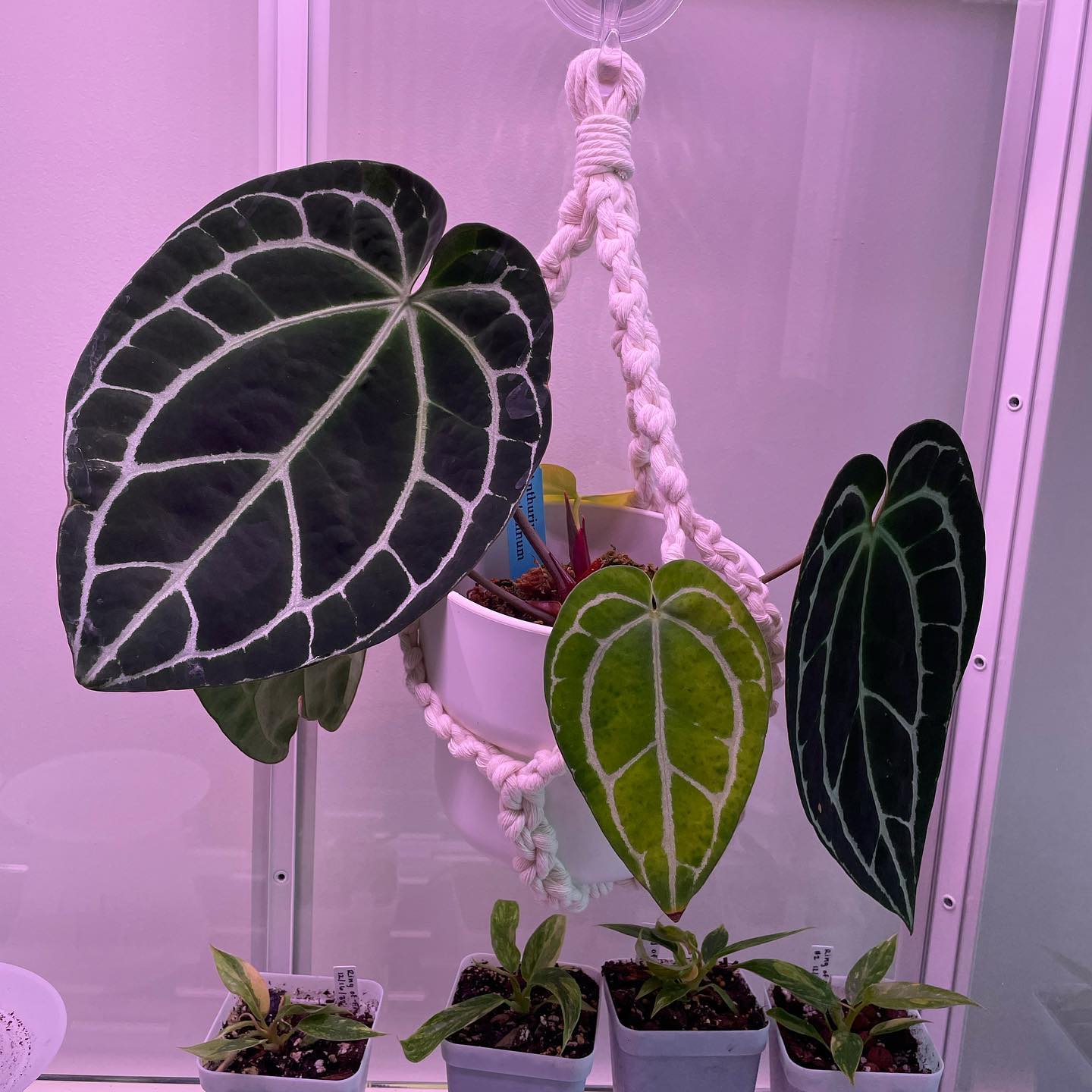 NEW GREENHOUSE HANGER STYLE!! special thanks to Amy for asking me to design this one — I absolutely love it & am working