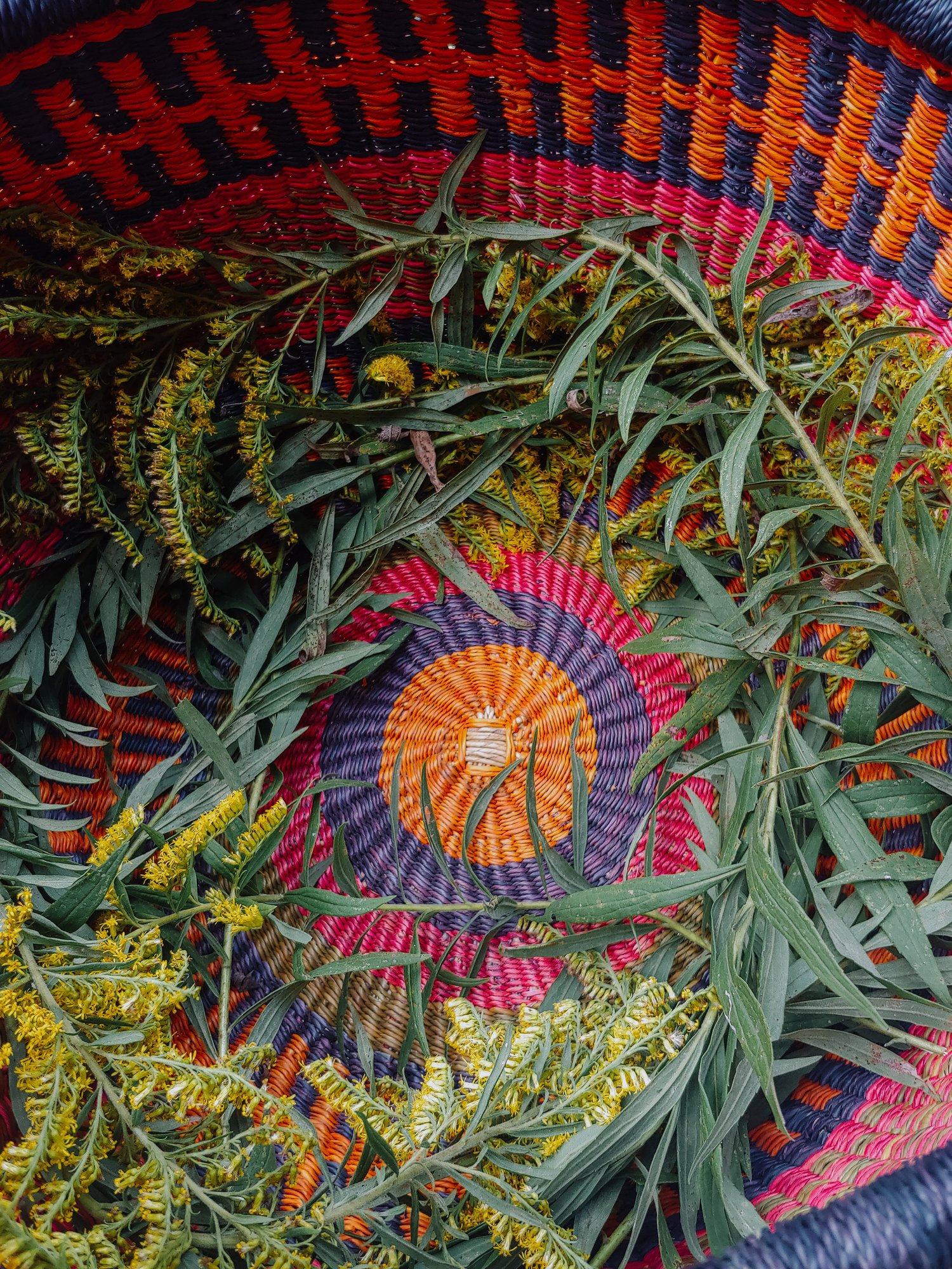 Wild Plant Walk -  Foraging & Herb Walk - December 14th thumbnail