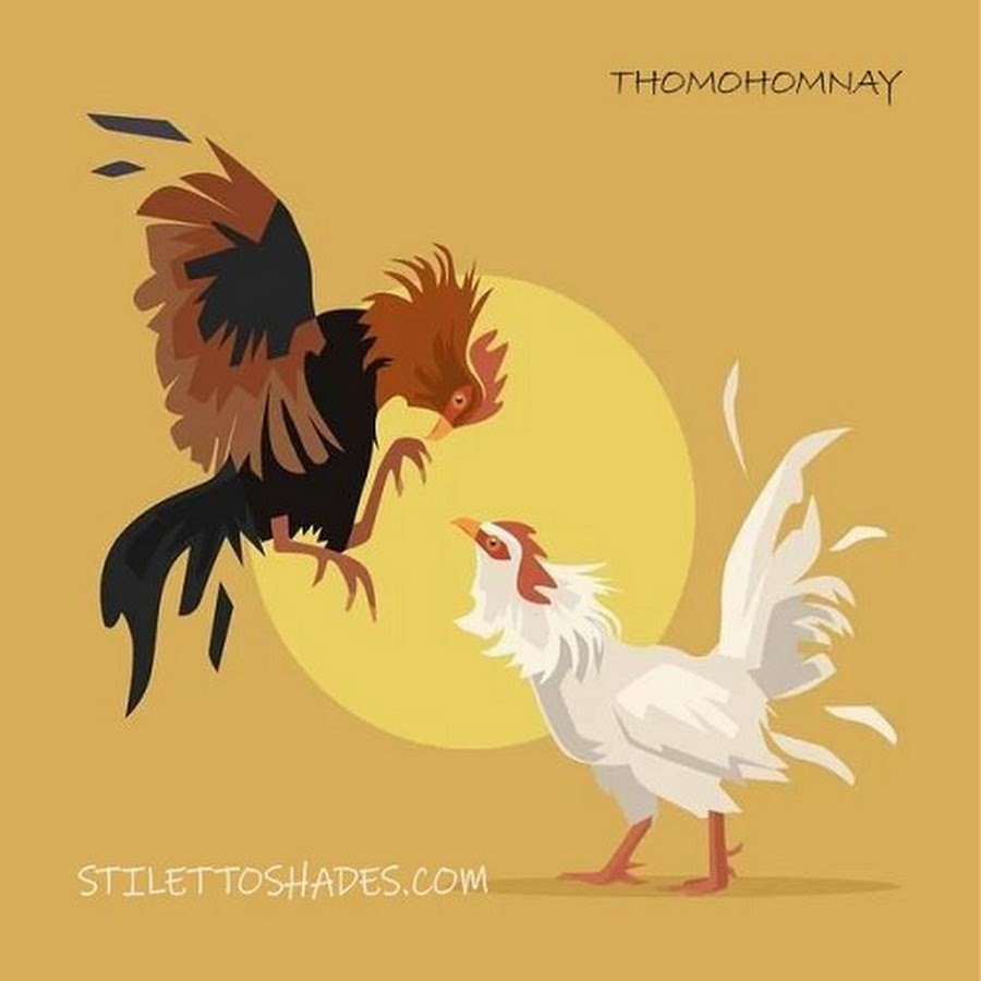 thomohomnay TRỰC TIẾP ĐÁ GÀ  thumbnail