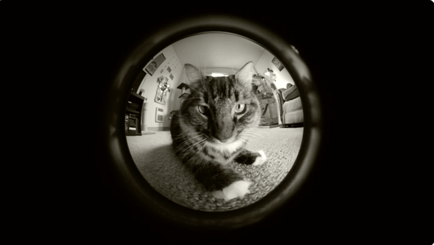 Cute Cat Video Alert! thumbnail