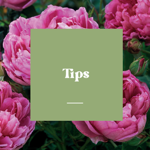 Flower Bouquet Tips thumbnail