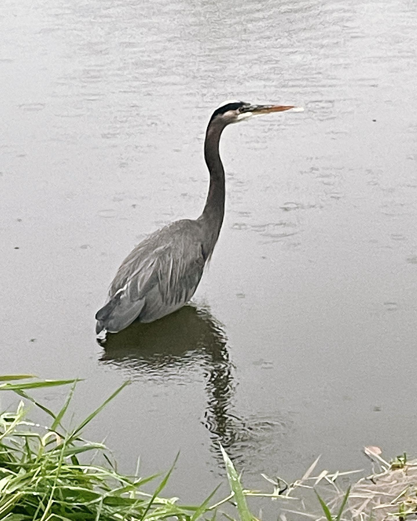 The Folklore Symbolism of the Heron:

Tom Hutton MD, Views From Medicine Spirit Ranch, Wrote “In Native American traditi