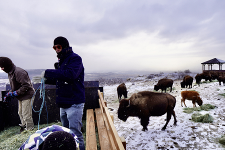 Return of the Buffalo thumbnail