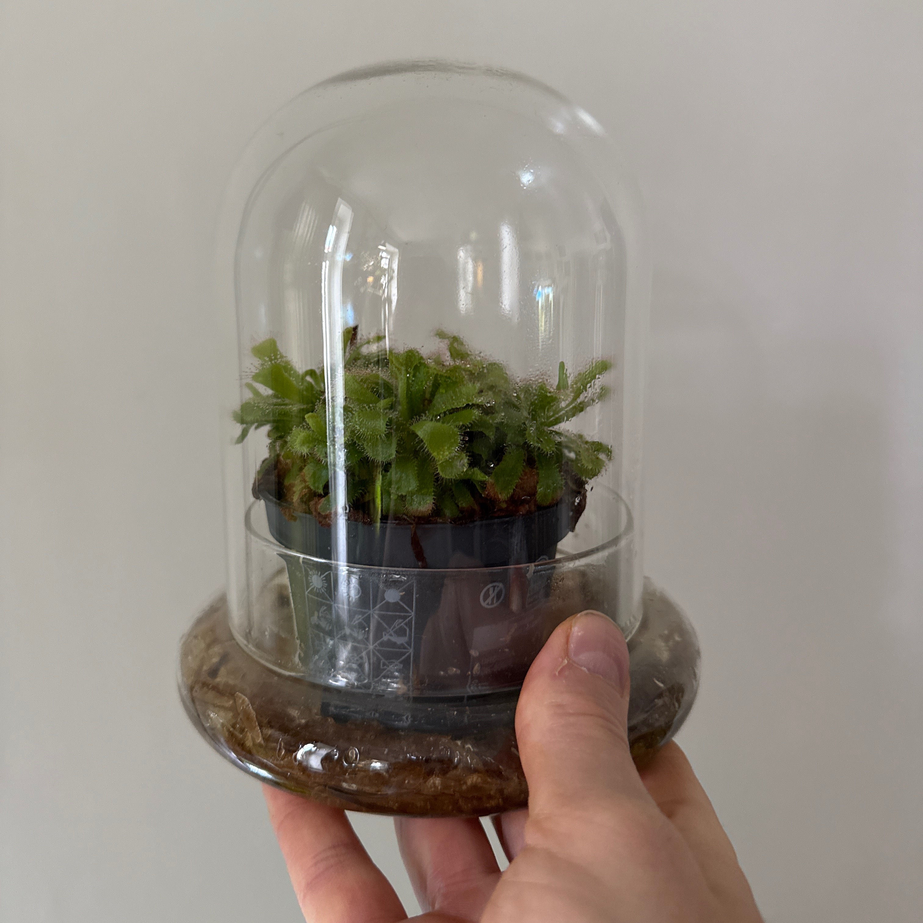 Pflanzen | Glasglocke  thumbnail