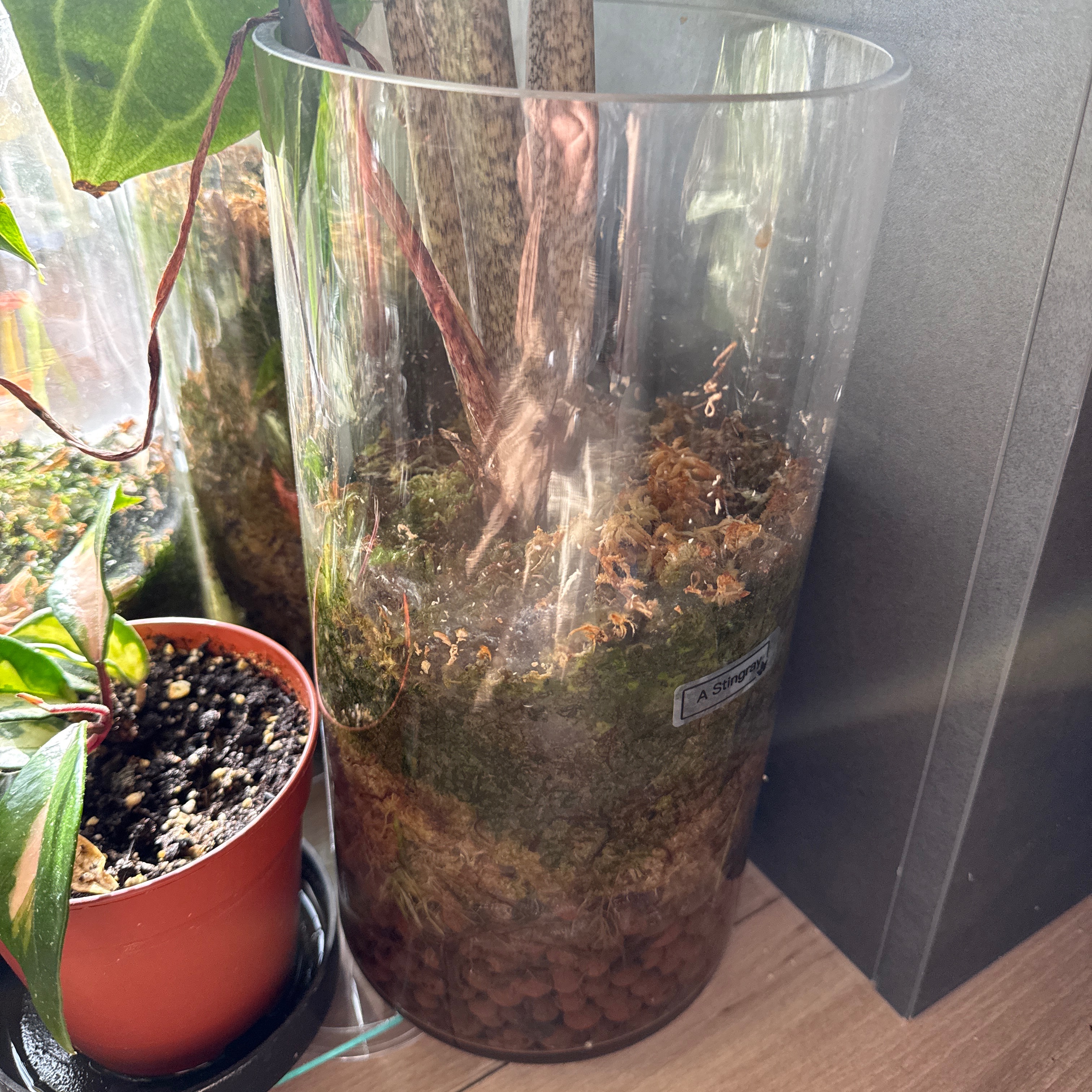 Pflanzen | Glas thumbnail