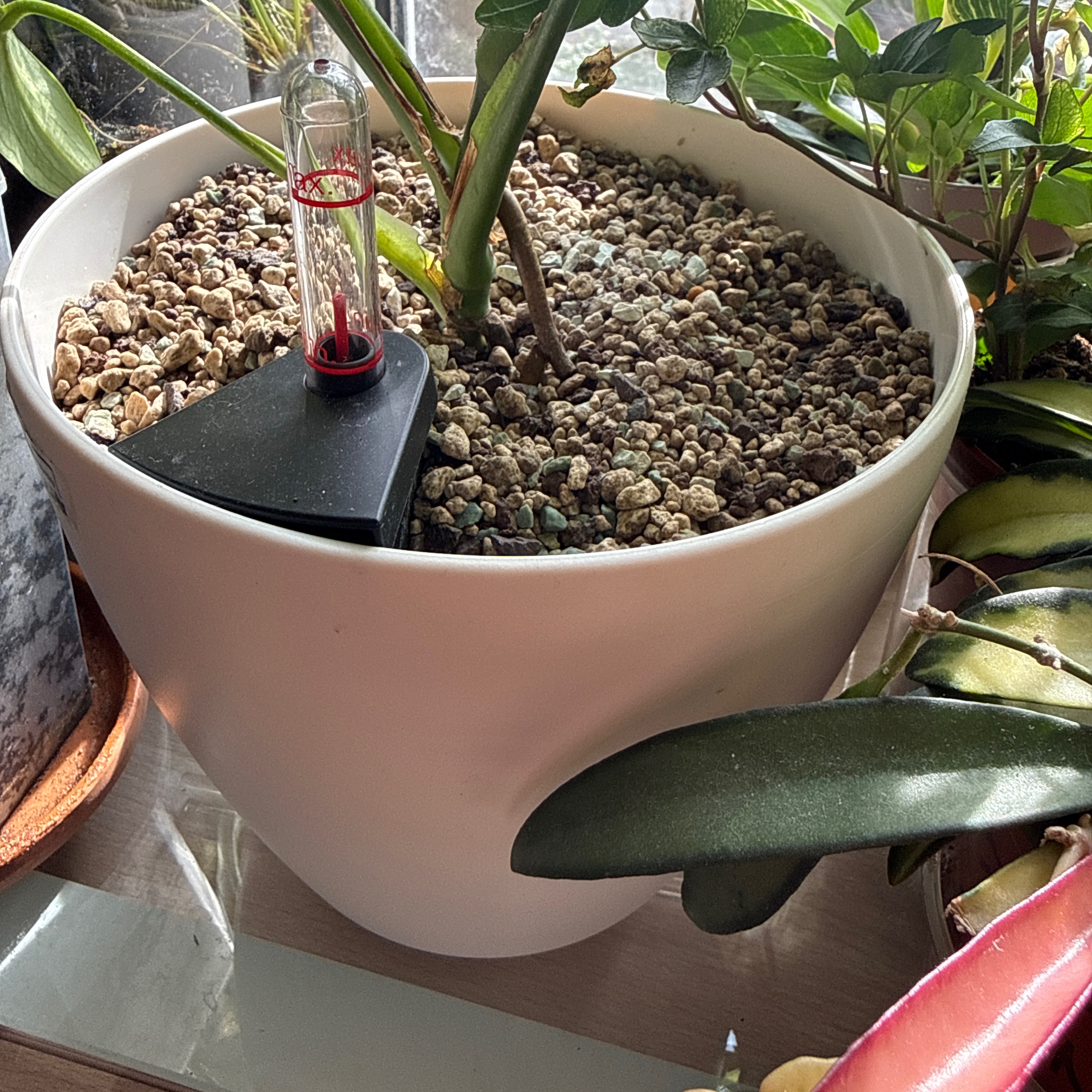 Pflanzen | Selbstbewässerung Topf thumbnail