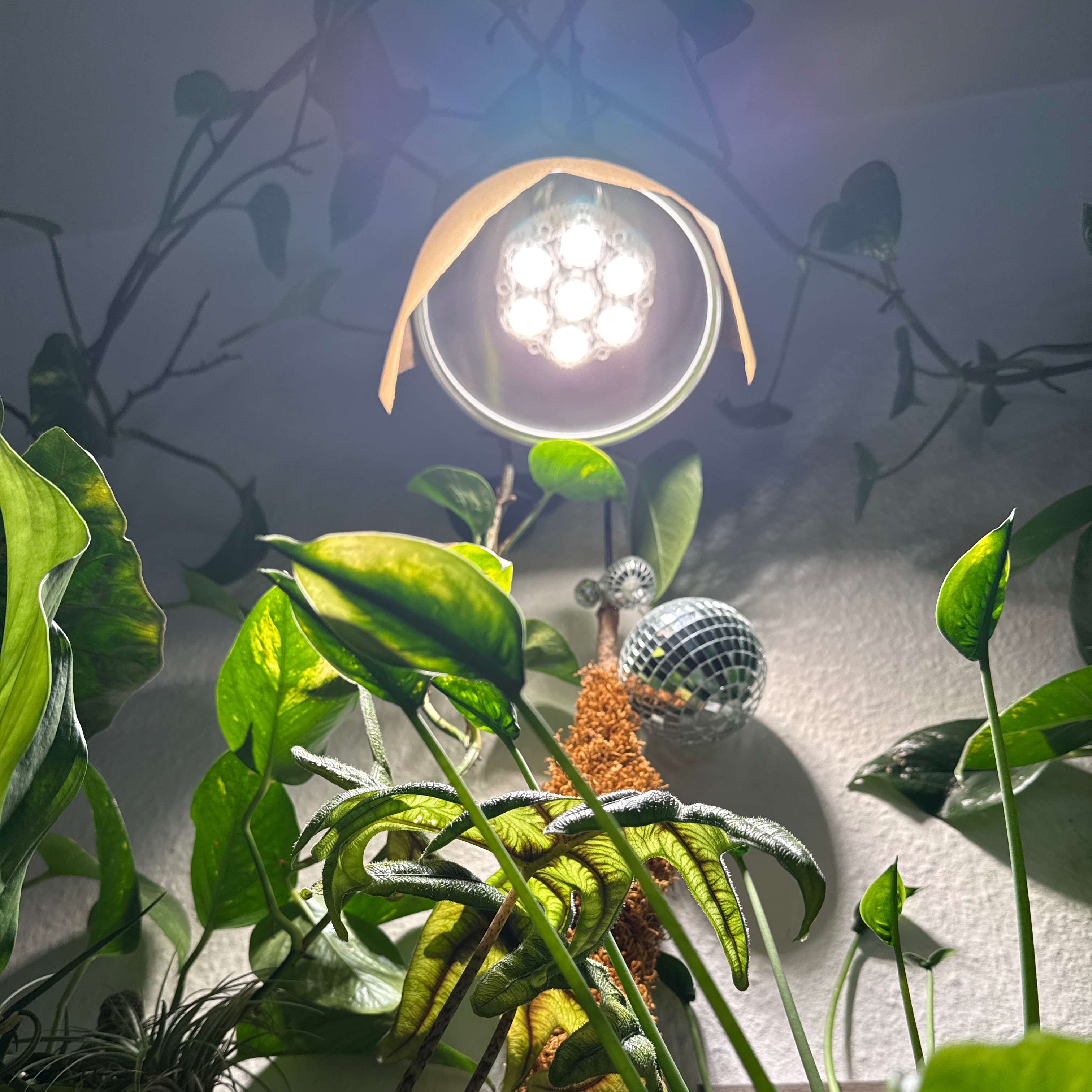 Pflanzen | LED Licht thumbnail