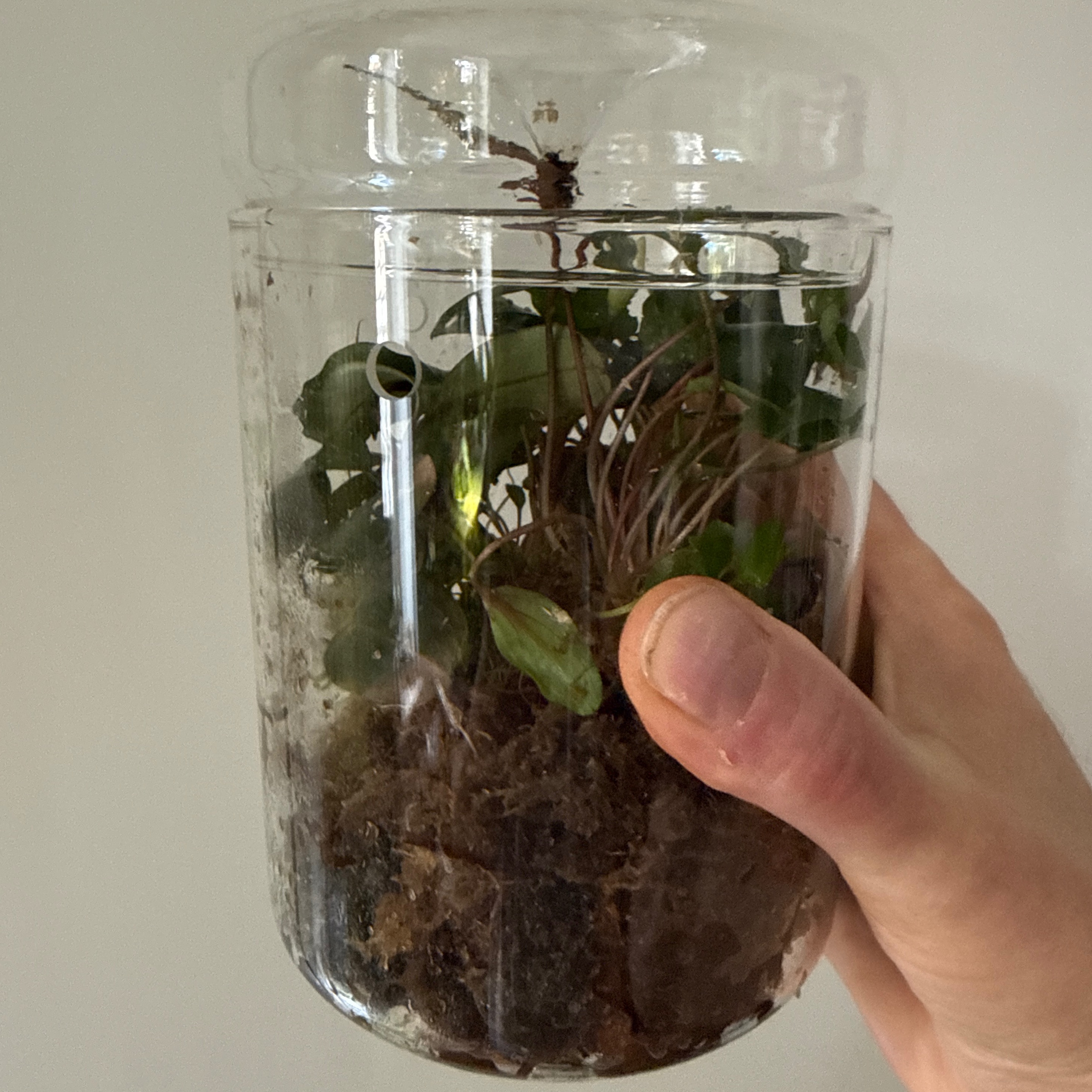 Pflanzen | Glas mit Deckel thumbnail