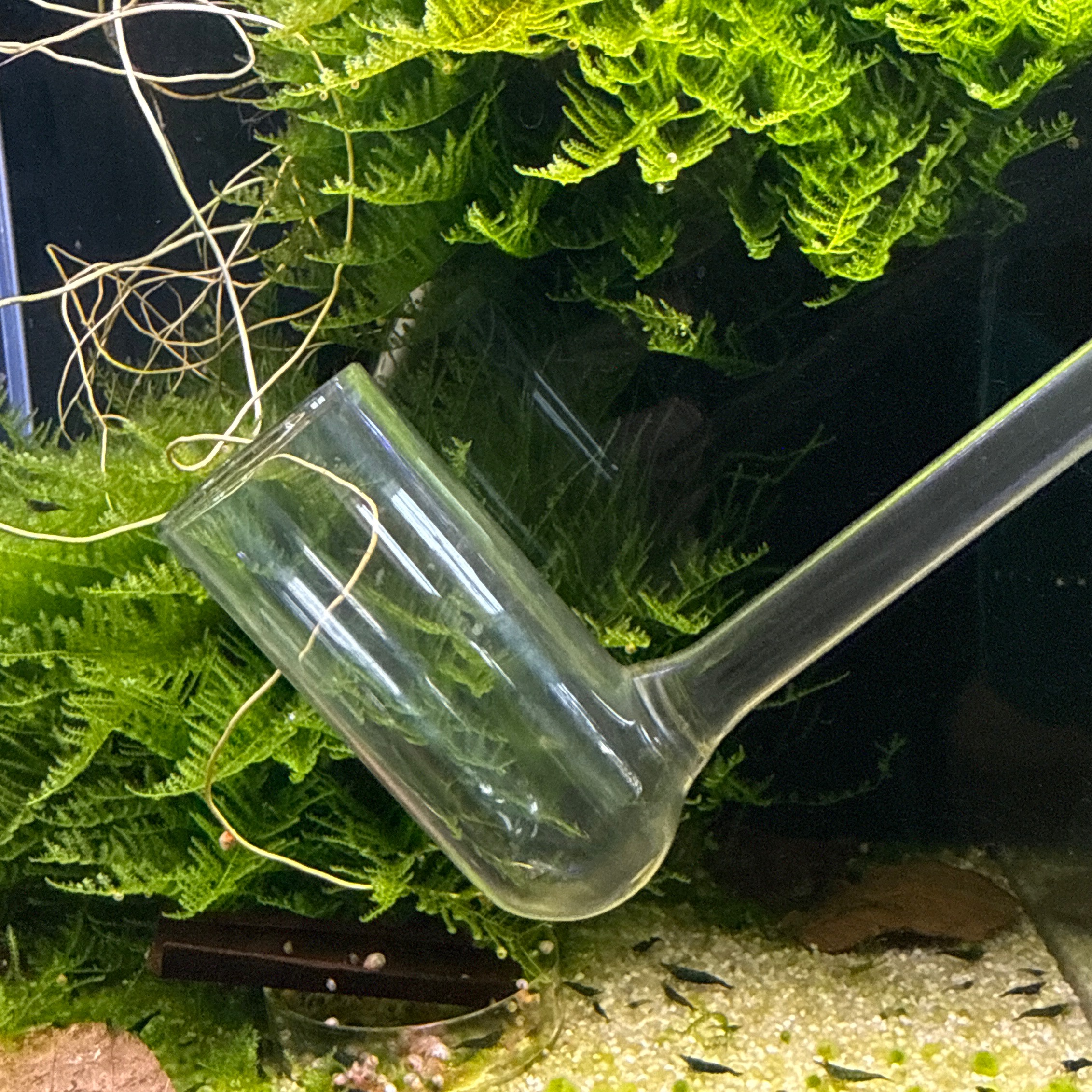 Selektierpfeife für Garnelen thumbnail