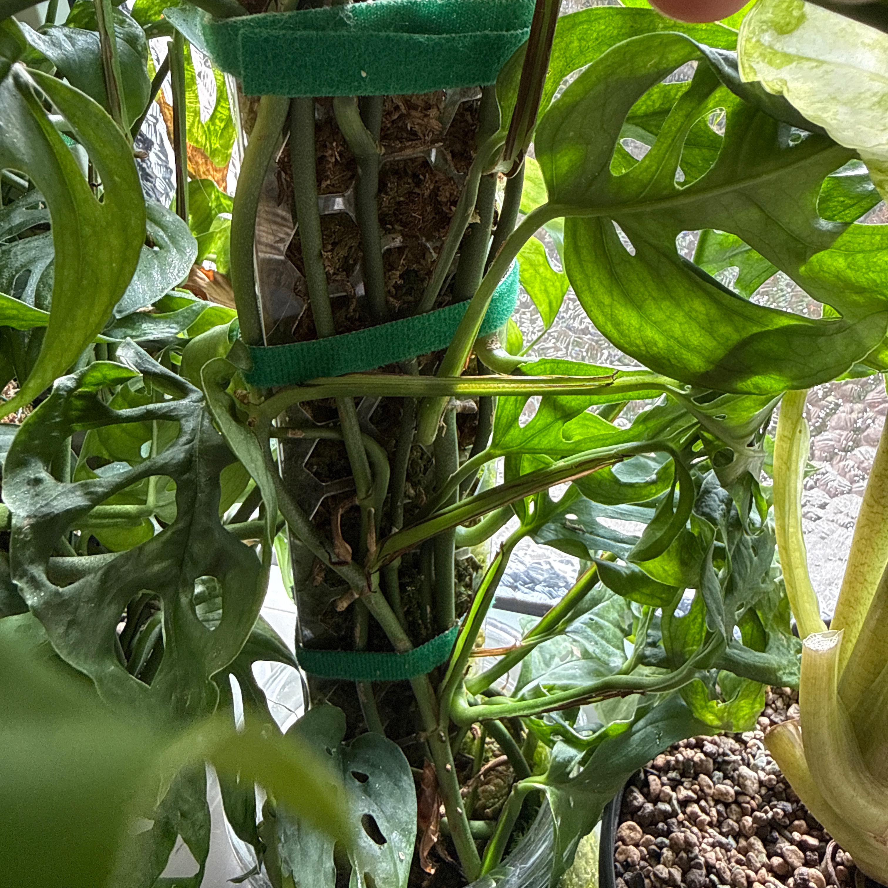 Pflanzen | Moosstäbe thumbnail