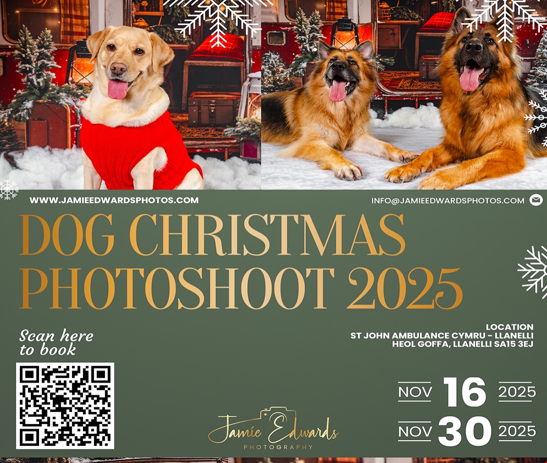 Dog Christmas Photoshoot thumbnail
