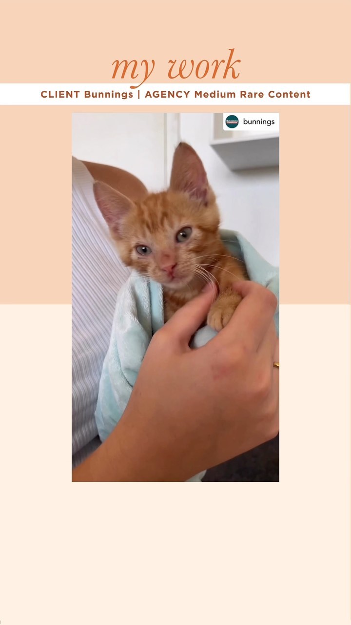 New work Part 2🧡 I’m a massive cat lover 😻 so this was super fun for me working on the new @bunnings pets range and work