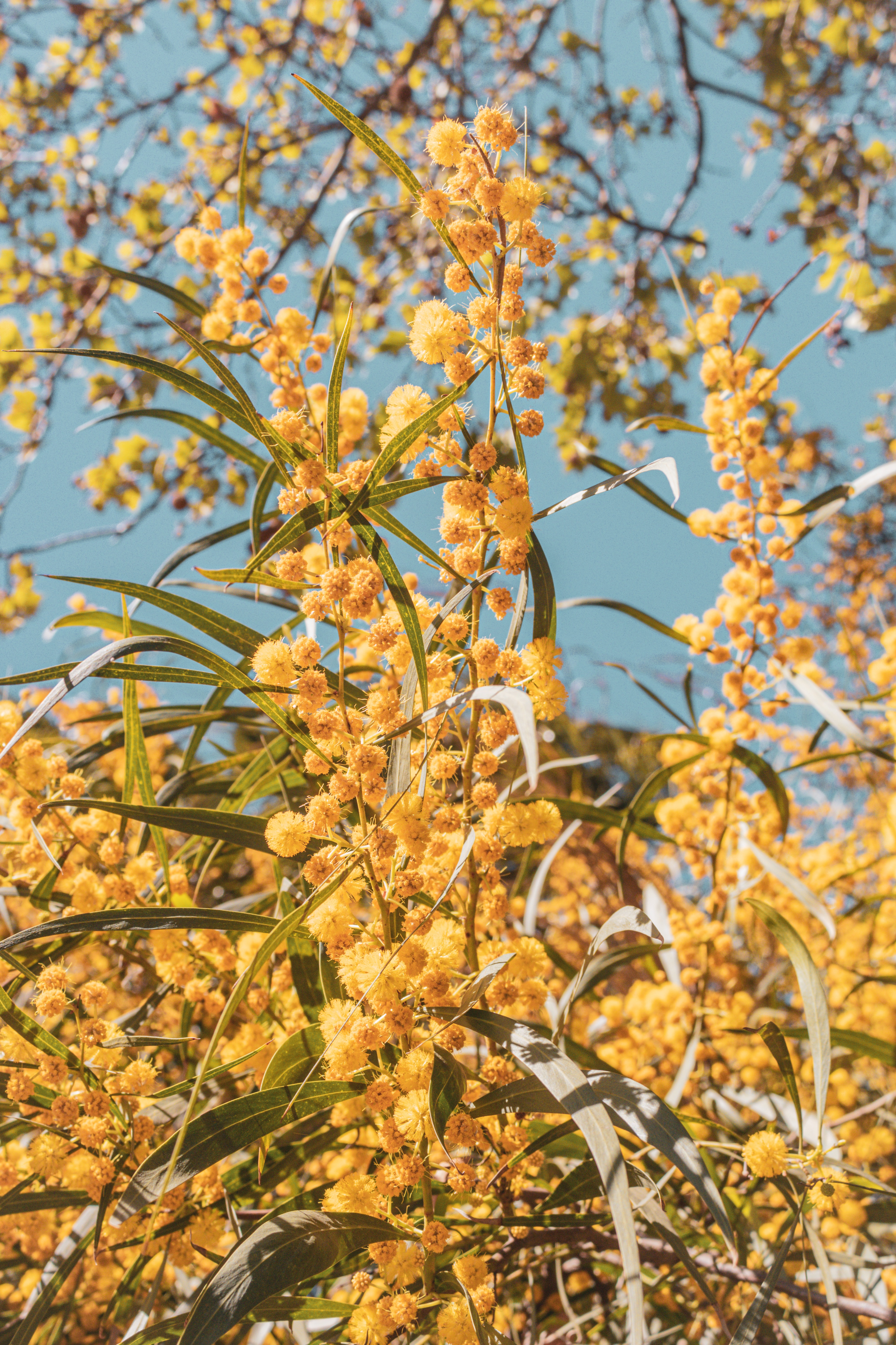 ADOBE STOCK thumbnail