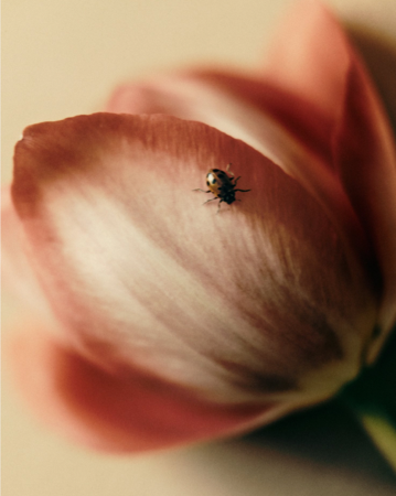 A MOMENT OF PEACE thumbnail