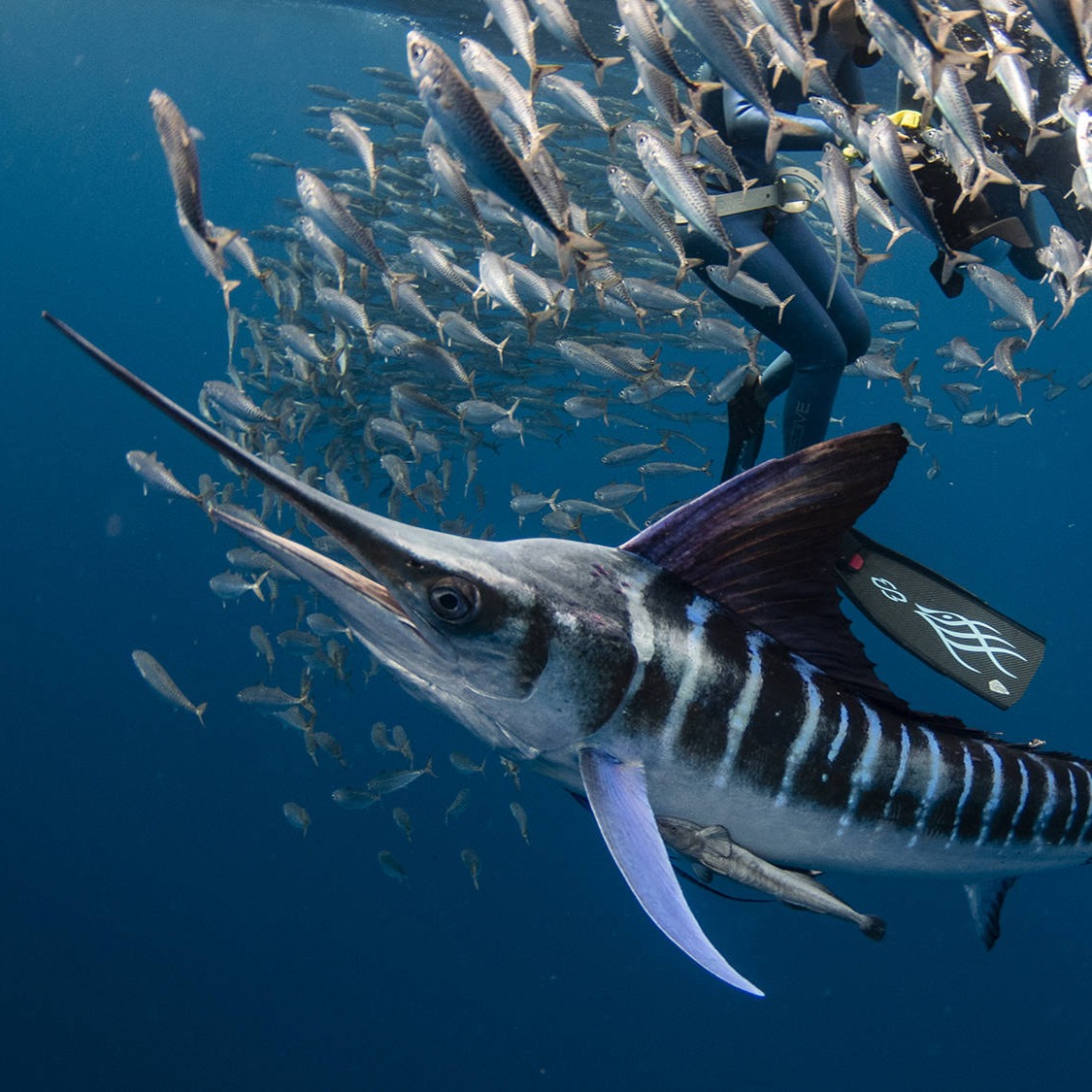 Magdalena Bay - Sardien Run thumbnail