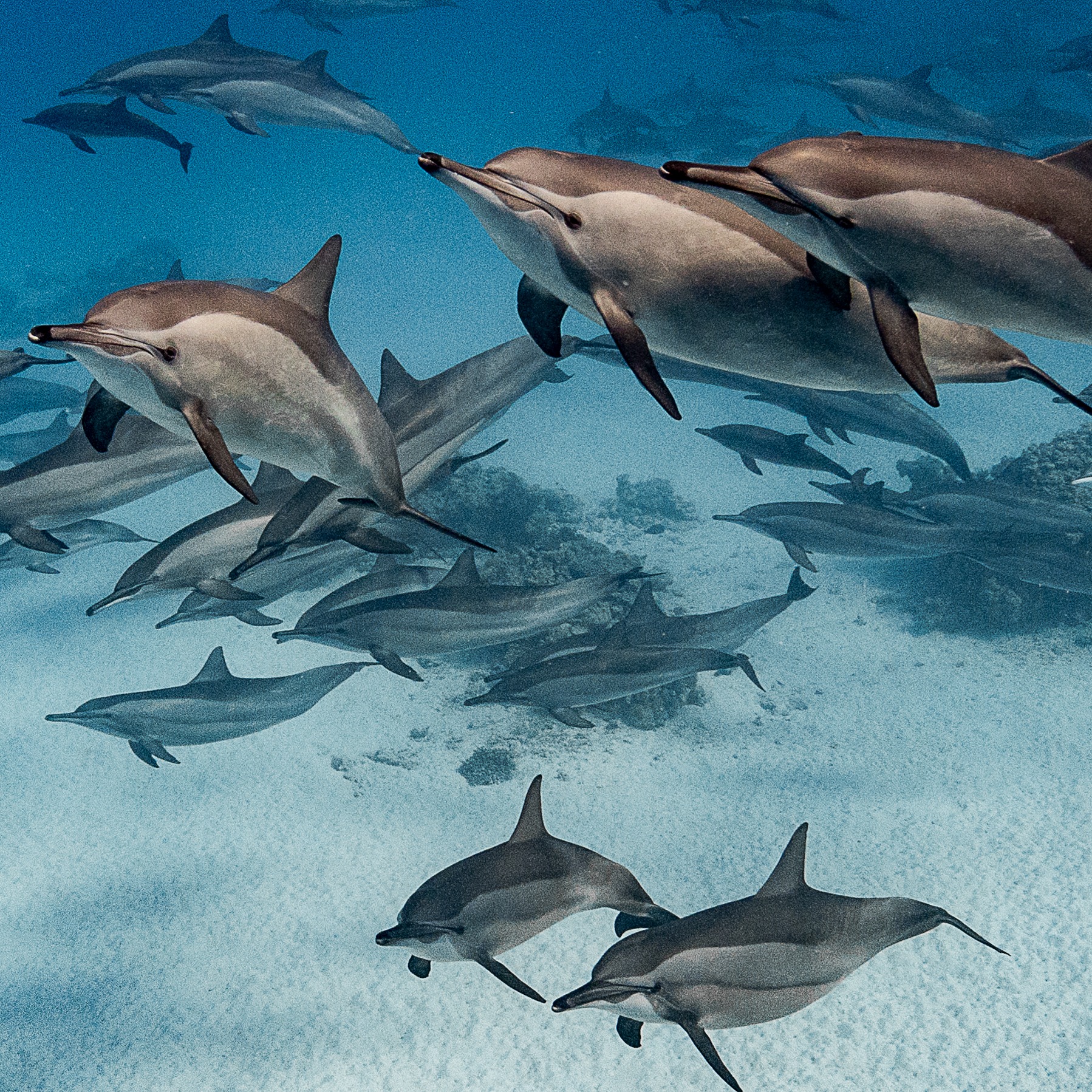  Swim with Dolphins in Egypt  thumbnail
