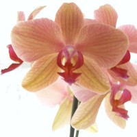 Verena FAY - Blog thumbnail