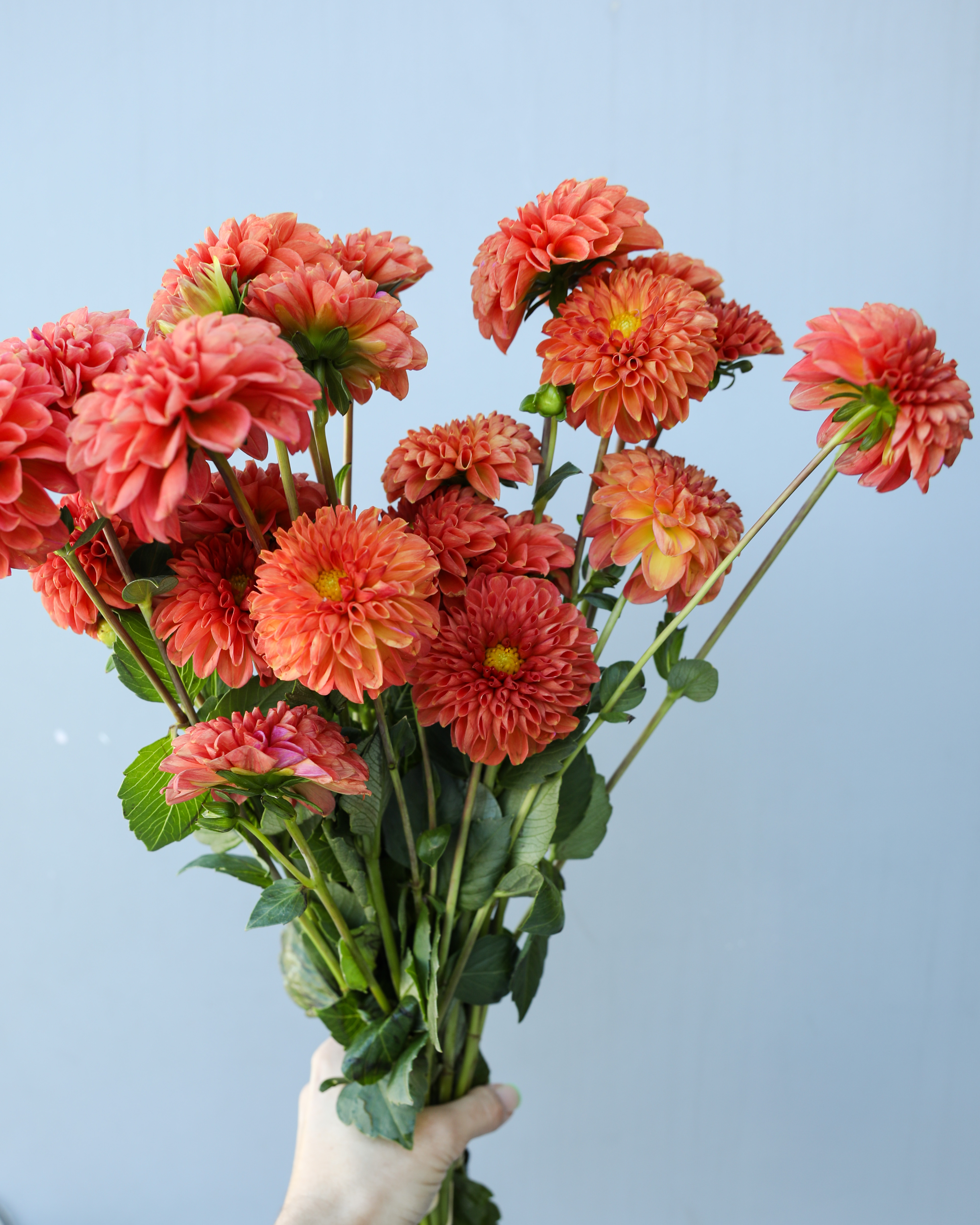 Shop Fresh Flowers thumbnail