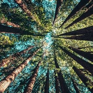 Free Wild Woman Playlist - Invoke the Divine Feminine within thumbnail