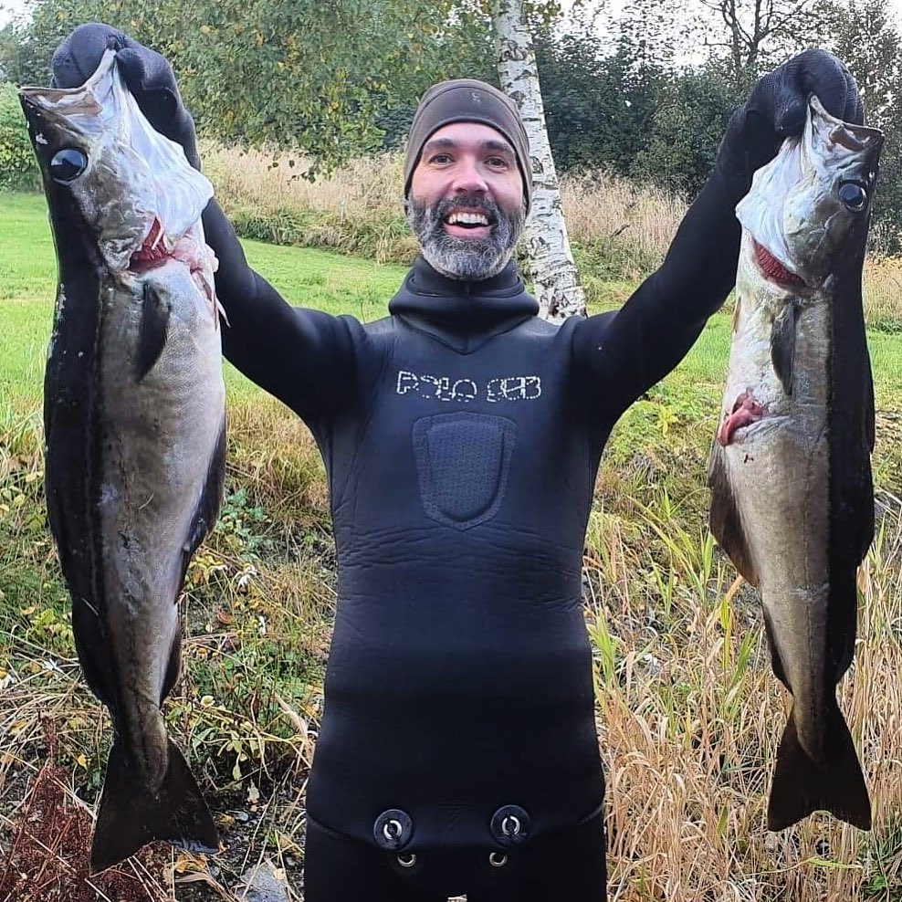 Norwegian pollack, both shot at roughly -10m using the “aspetto” technique (lying in wait). #freediving #spearfishing #p