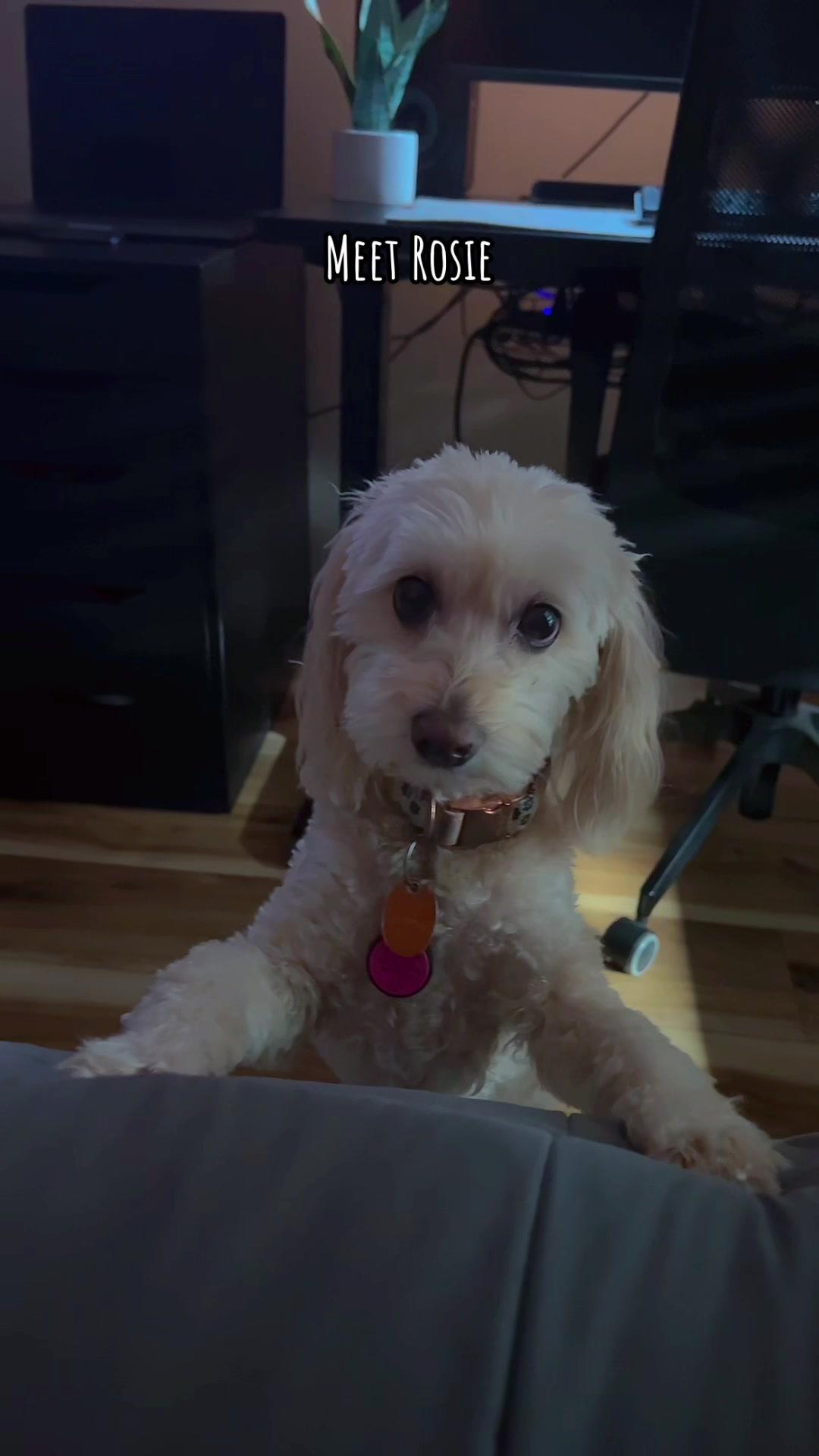 GOD i cant deal with how cute she is #pup #puppylove #multipoo 
