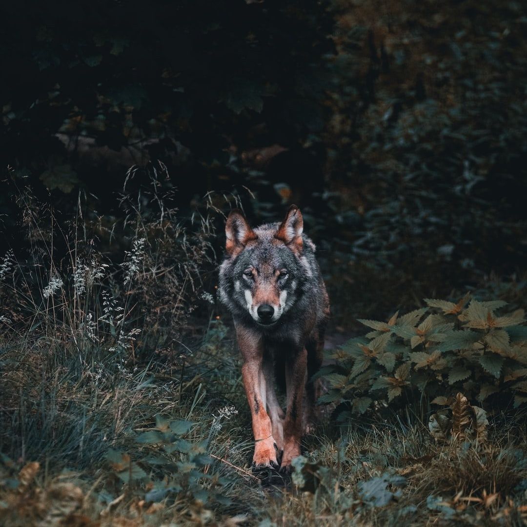 Coyotei Counsel Website thumbnail