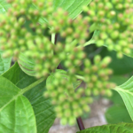 'She Said' music video thumbnail