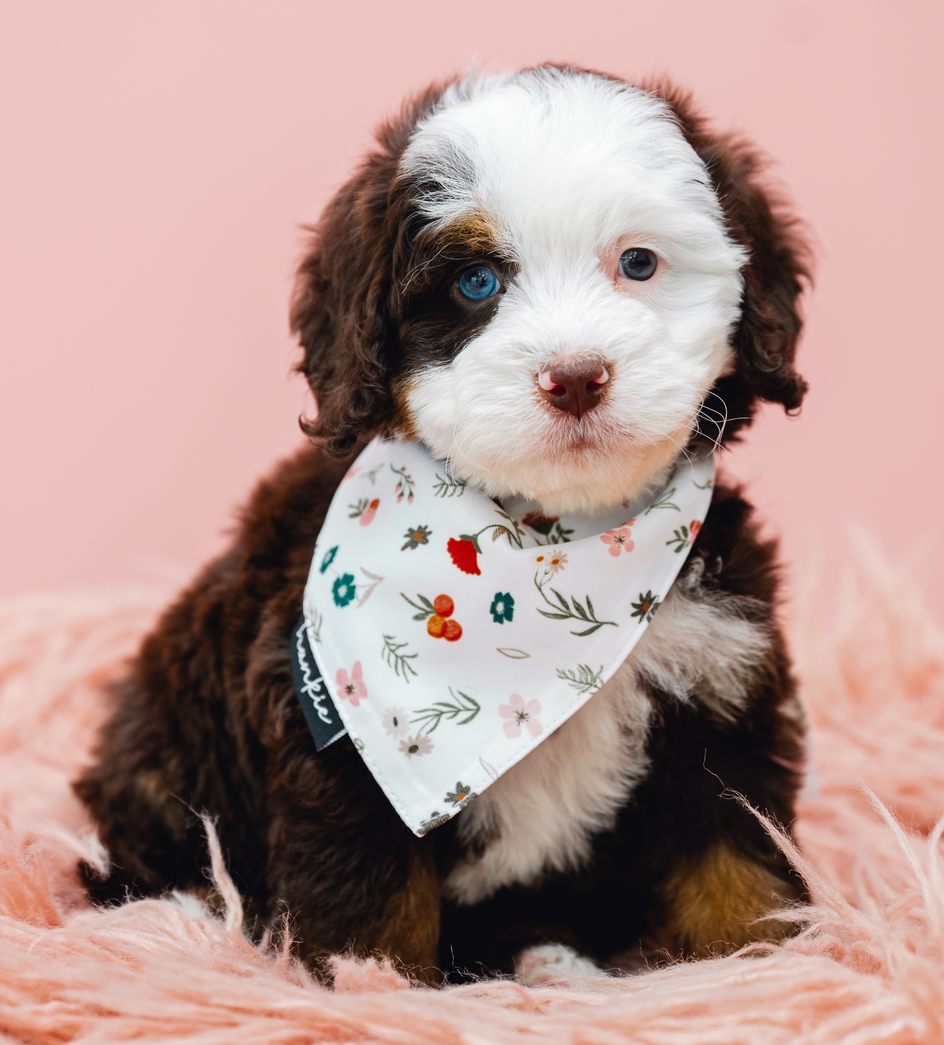 Puppy Application thumbnail