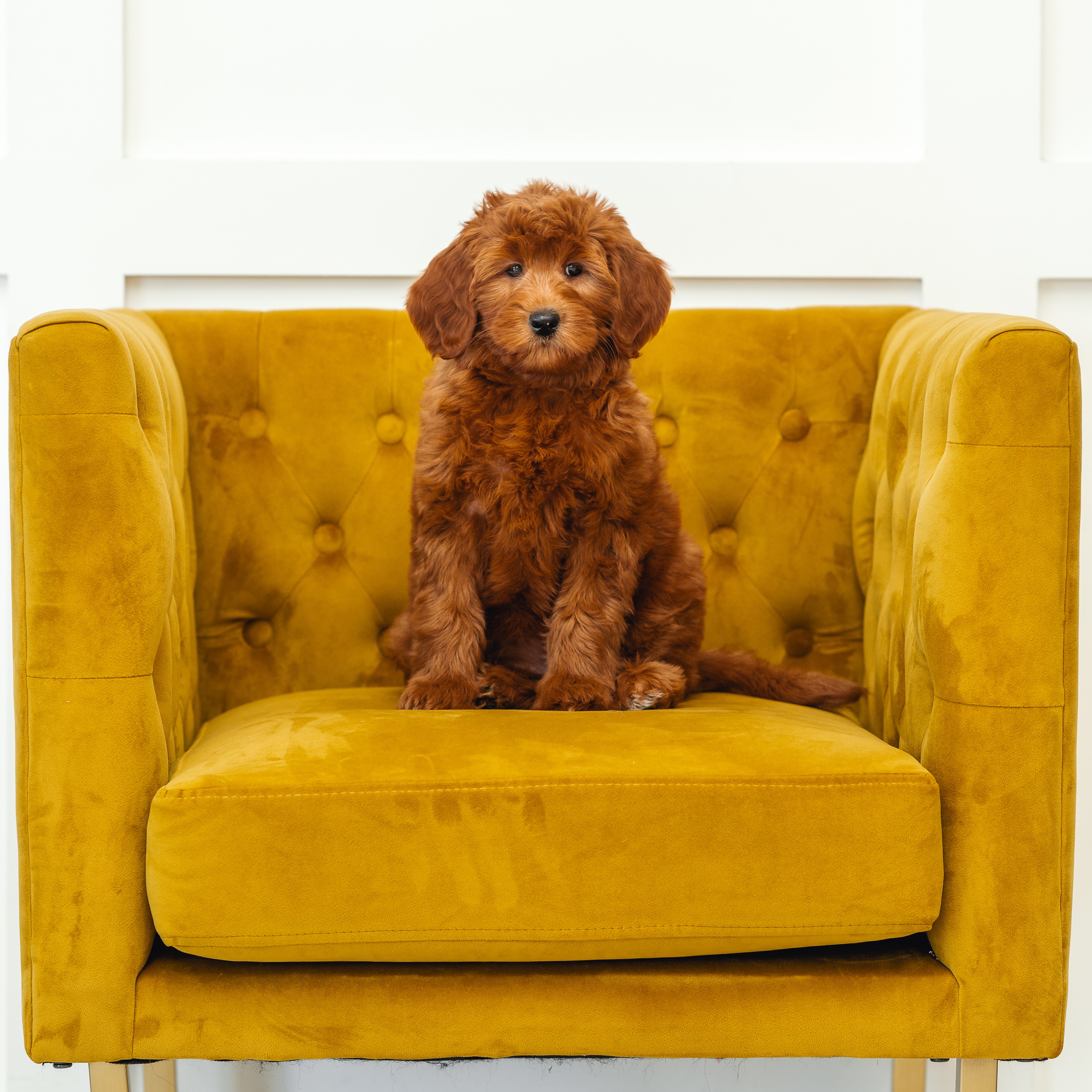 Available Puppies thumbnail