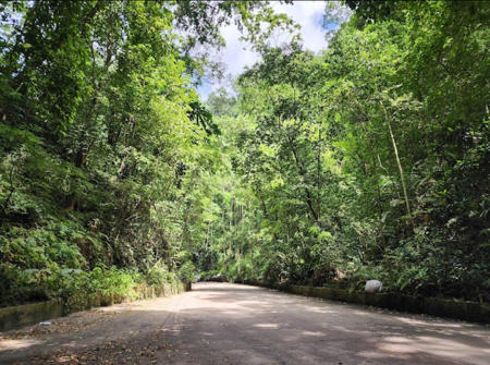 Fern Gully Tour thumbnail
