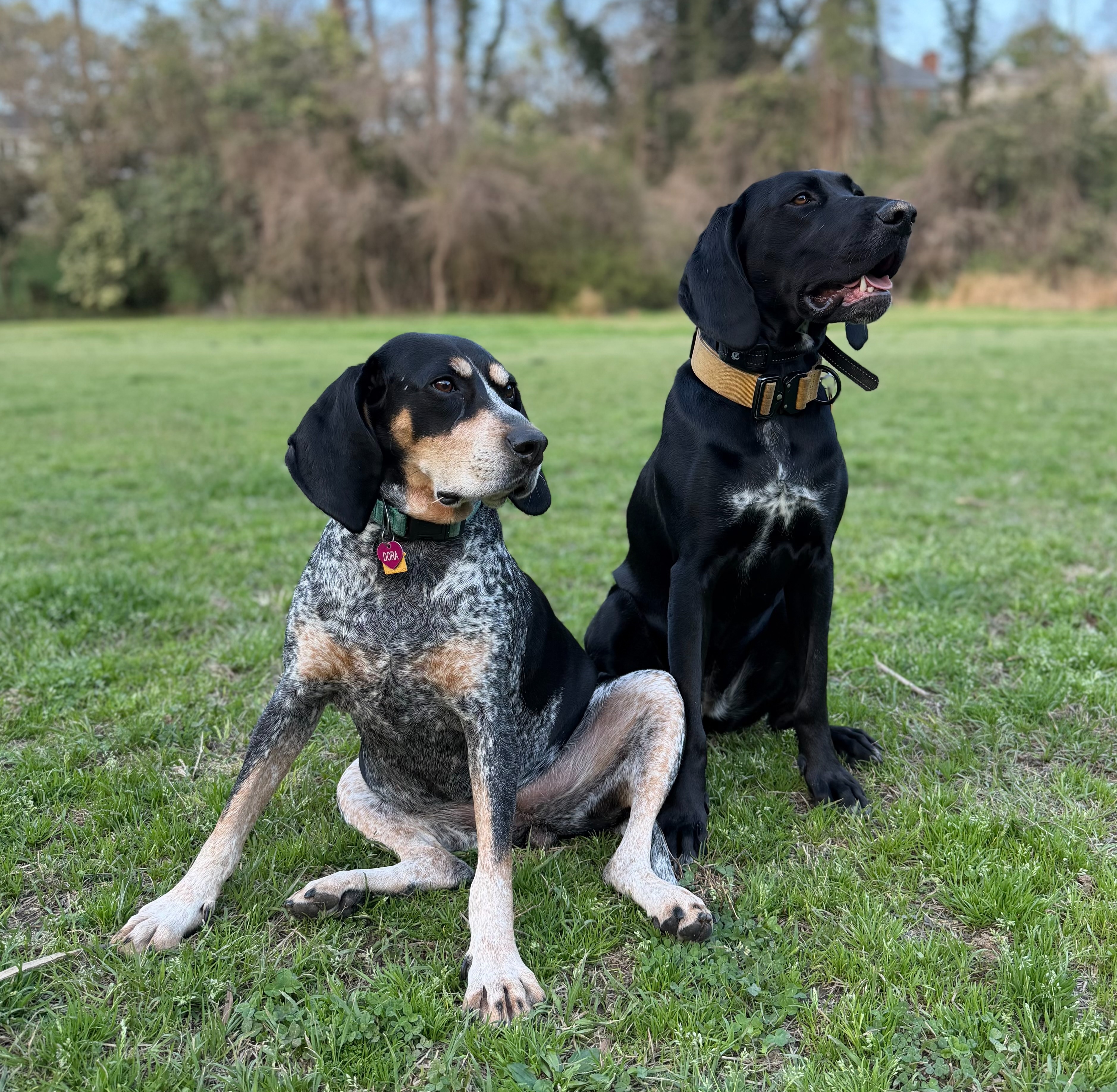 Follow Dora + Pixel on Instagram thumbnail