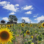 Sunflowers thumbnail