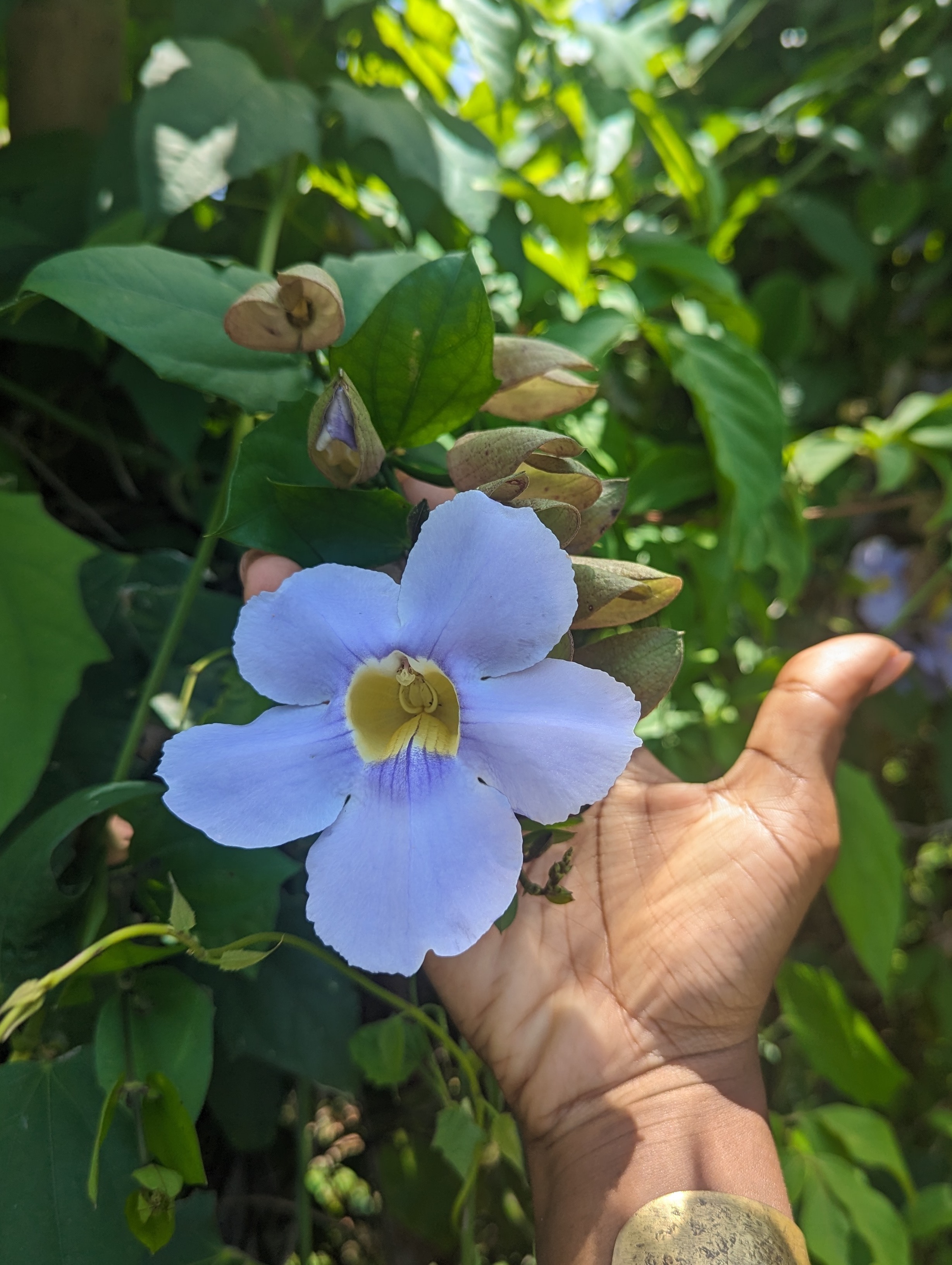 co-Founder of reglaSOUL thumbnail