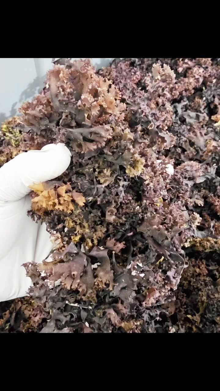 We’re working hard for you. Our RPN FAMILY. #seamossgel #seamosssmoothie #seamossbenefits 
Have you tried our sea moss p