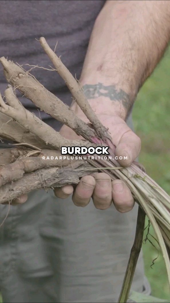 Burdock root is the B in SBB Formula. #burdockroot #natural #detox #sbbformula #diuretic #livercleanse #liverhealth #pso