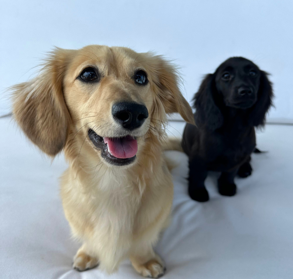 Franklin and Milo - All Links thumbnail