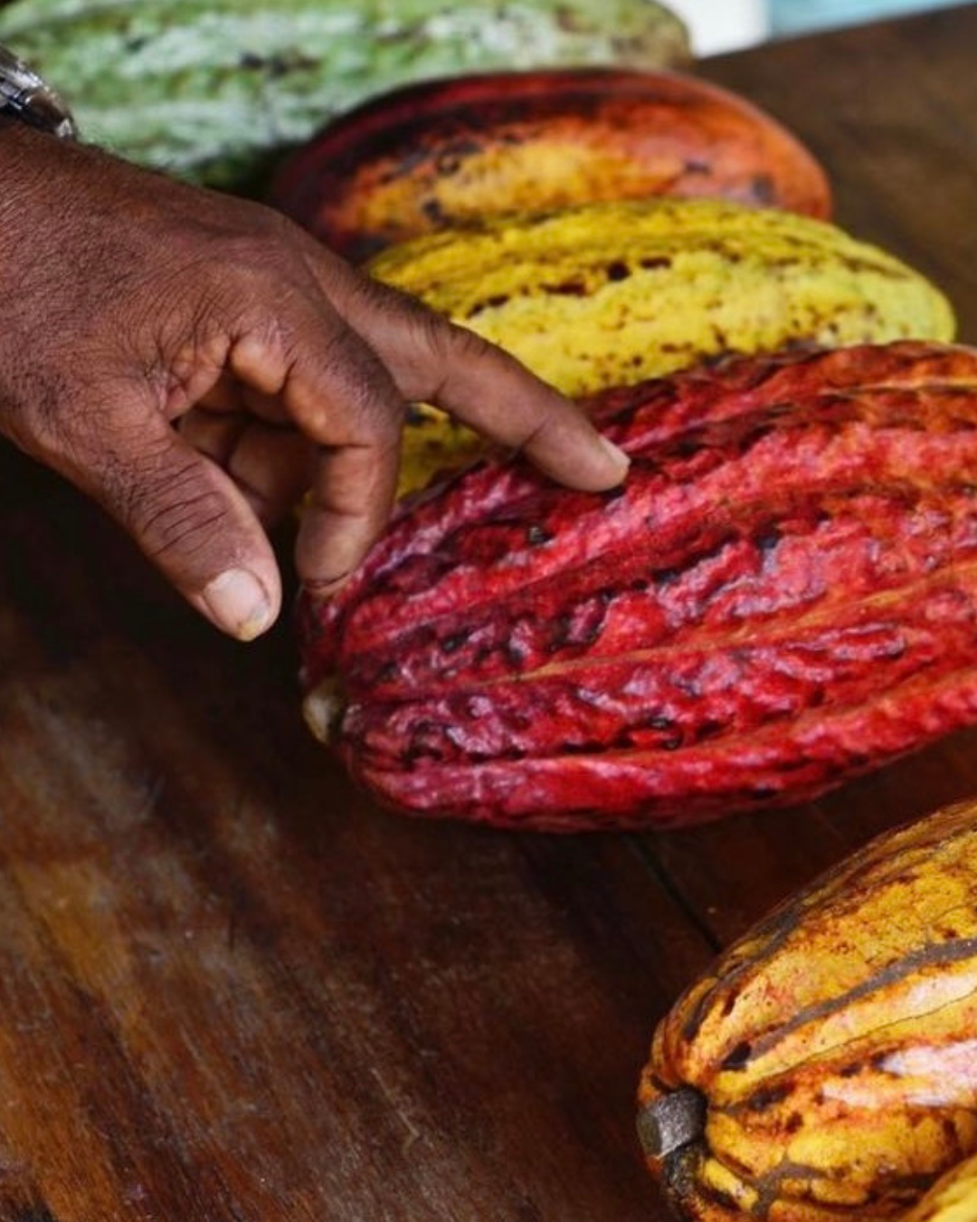 Taller Bean to Bar thumbnail