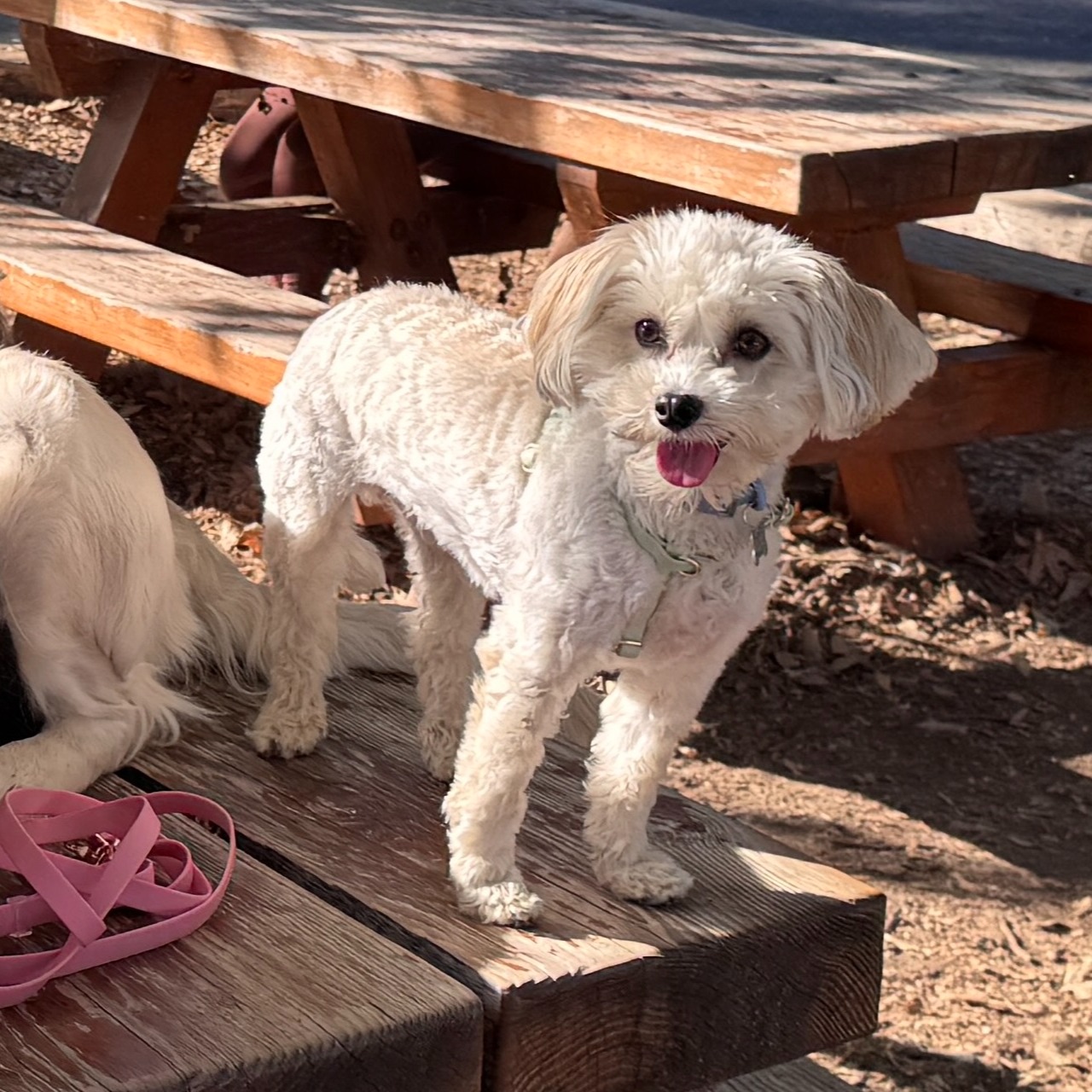 Our favorite dog accessories from Sunny Tails - use code MOKA10 for a discount! thumbnail