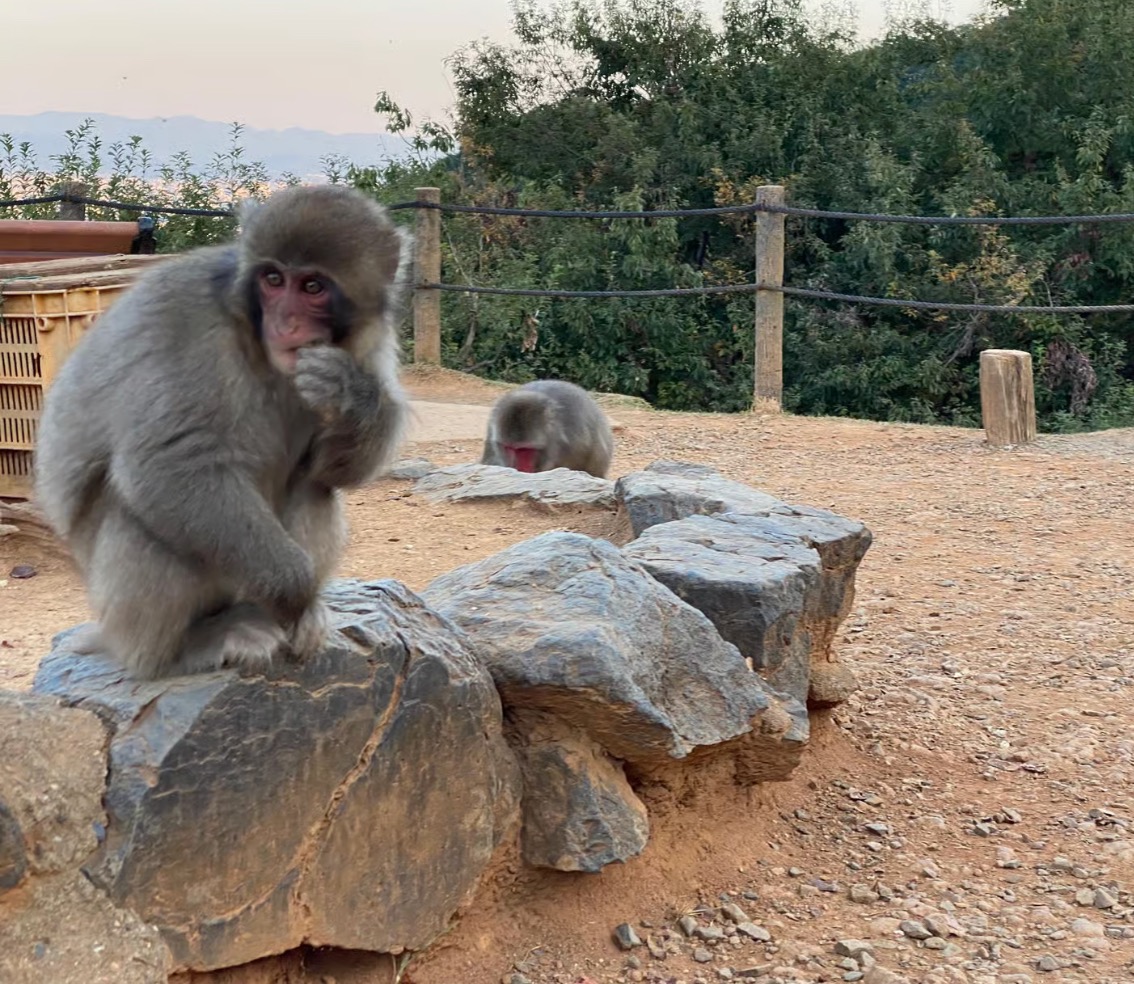 Kyoto: E-bike tour to bamboo forest and monkey park  thumbnail