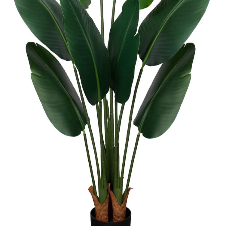 Paradise Plant  thumbnail