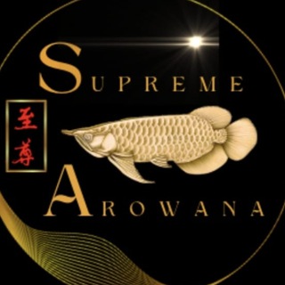 Supreme Arowana thumbnail