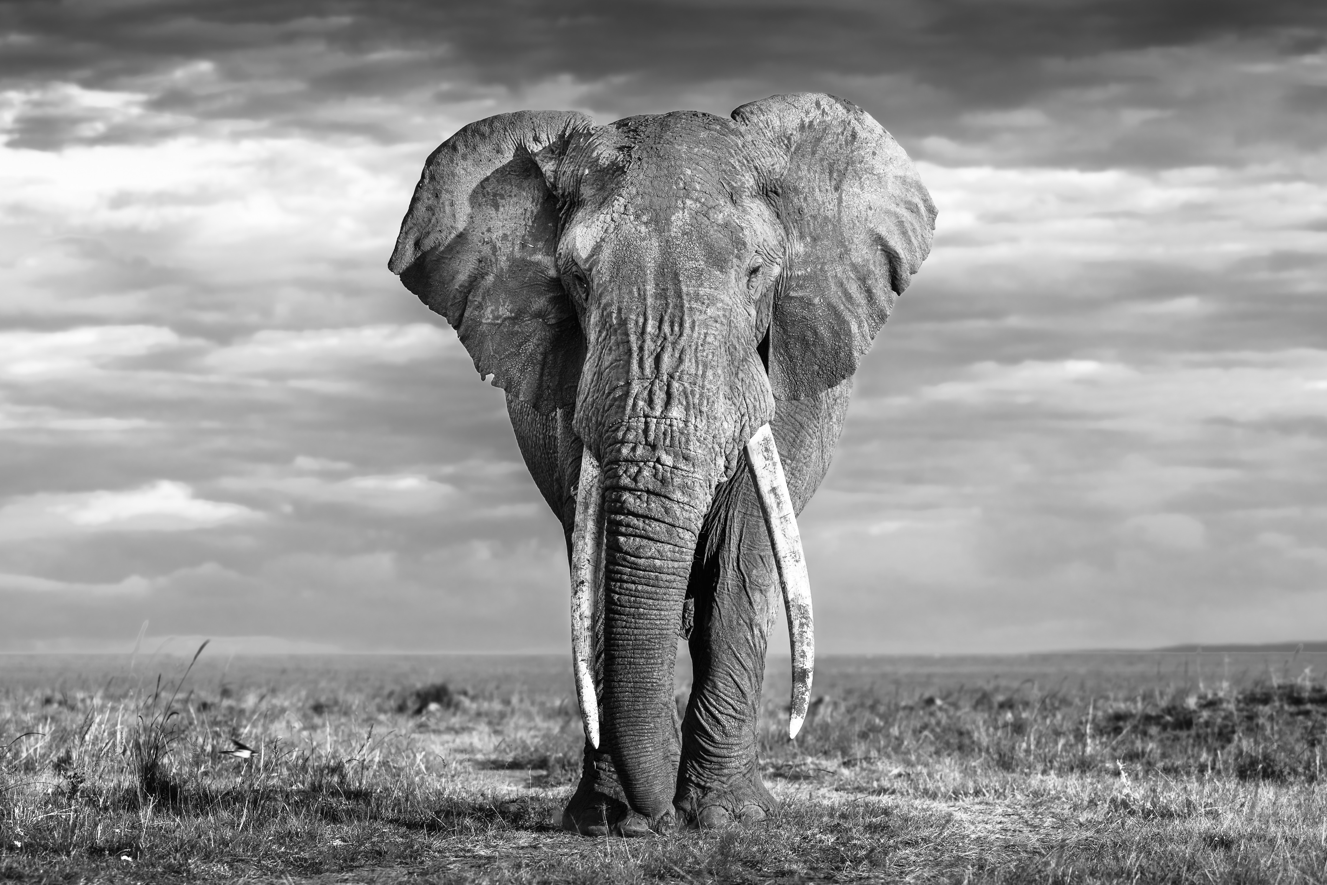 New Print Releases thumbnail