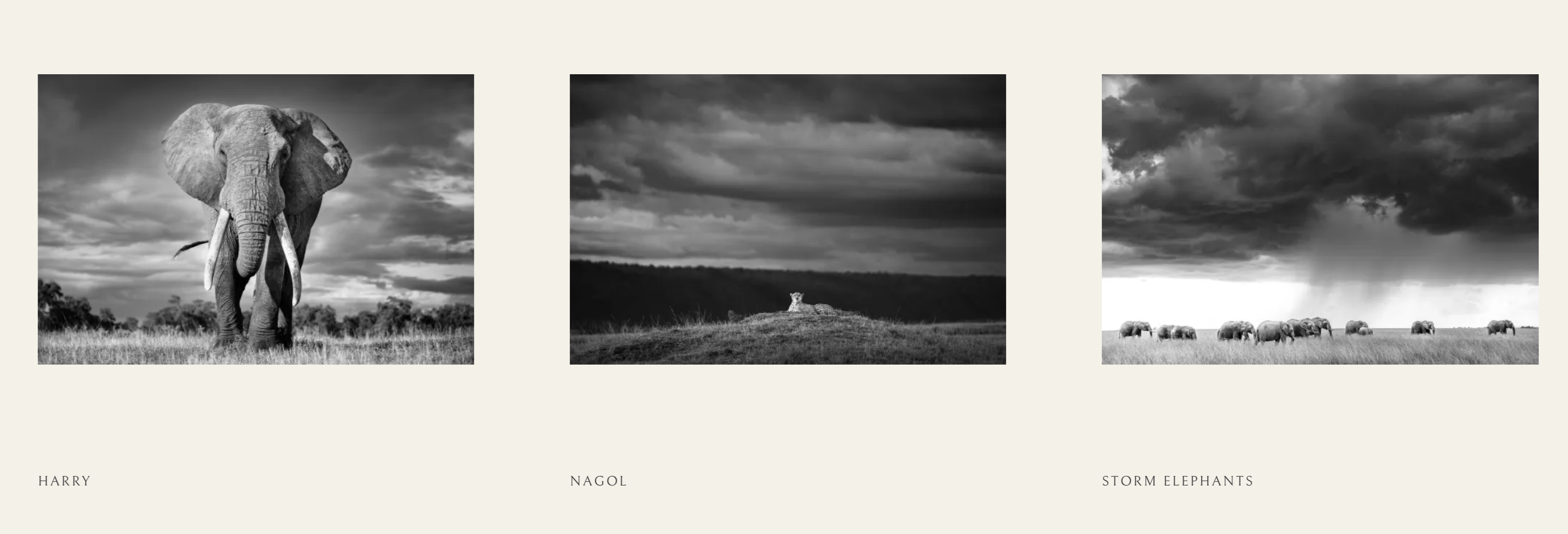 Rountree Tryon Galleries thumbnail